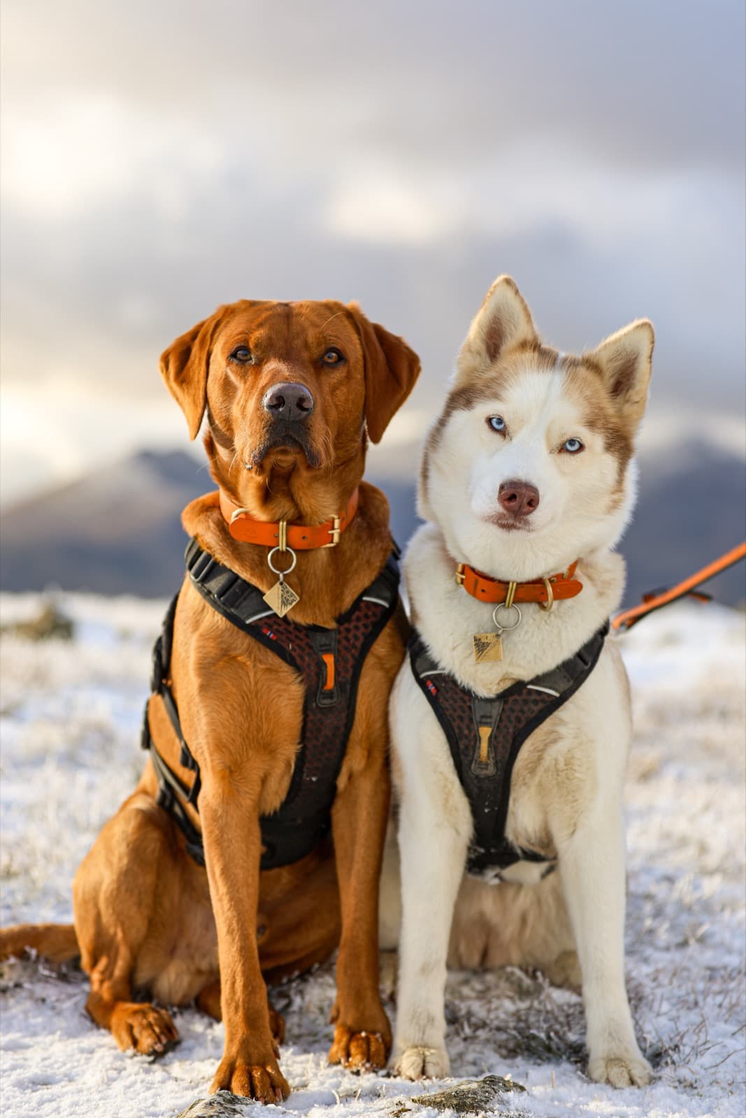 Squiffi & Elvis, The Dogs at Yard Fitness